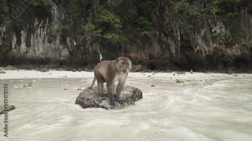 Portrait monkey walking to sit  on reef rock against by water sea on the sand beach, Monkey island in Southern of Thailand, Phi Phi Island
