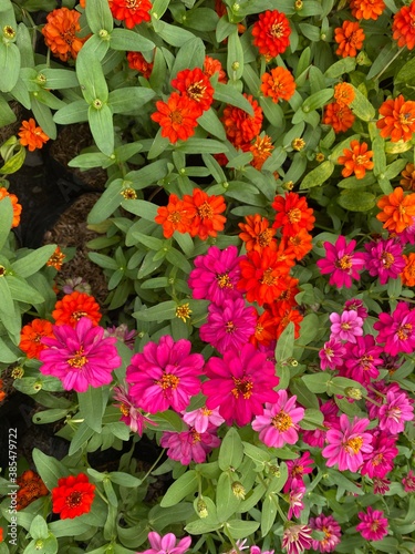 Colorful flowers field in the park. Flower Garden market wallpaper. 