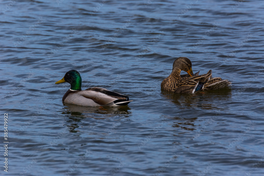 Mallard in spring in Aiguamolls De L'Emporda Nature Reserve, Spain Mallard in spring in Aiguamolls De L'Emporda Nature Reserve, Spain