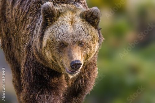 Big Brown bear at nature meadow