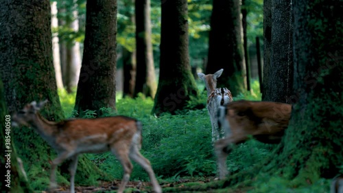 wild animals, wild deer in the forest in nature 