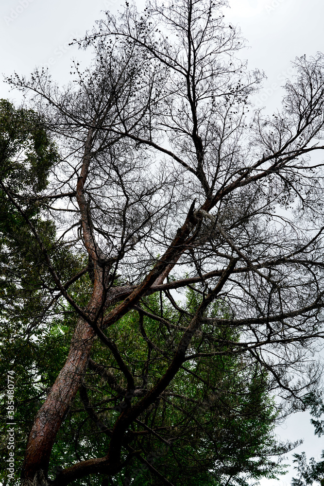 Fototapeta premium Kakunodate in Akita, 2020.