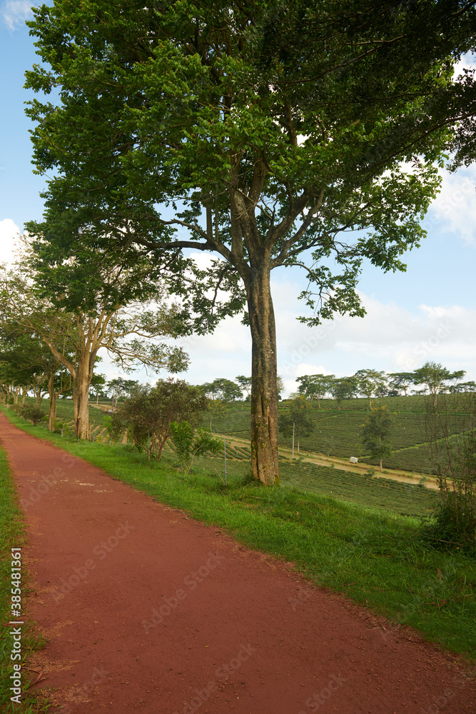 Early morning tree on the plateau