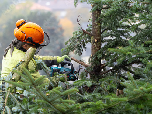 Wallpaper Mural Baumschnitt Torontodigital.ca