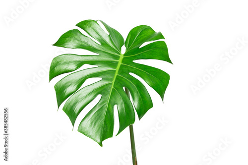 Monstera leaves isolated on white background with clipping path