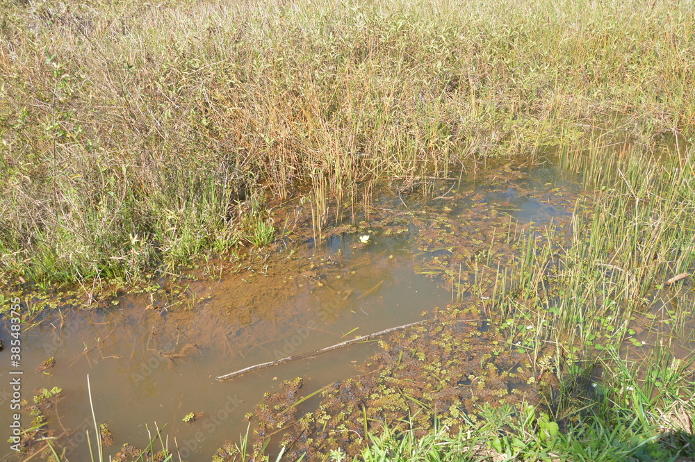 reeds in the water reeds in the water