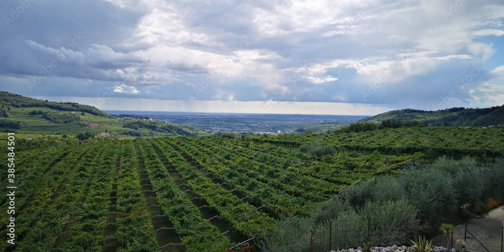 Le vigne della Valpolicella