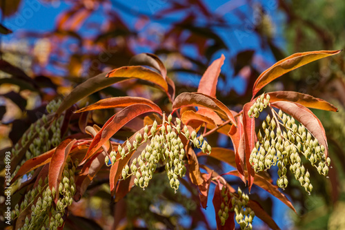 Close-up Sourwood tree (Oxydendrum arboreum) in red leaves and yellow seeds bunch on blue sky. Beautiful rare plant in the family Ericaceae in city Park Krasnodar or Galitsky Park in sunny autumn 2020 photo