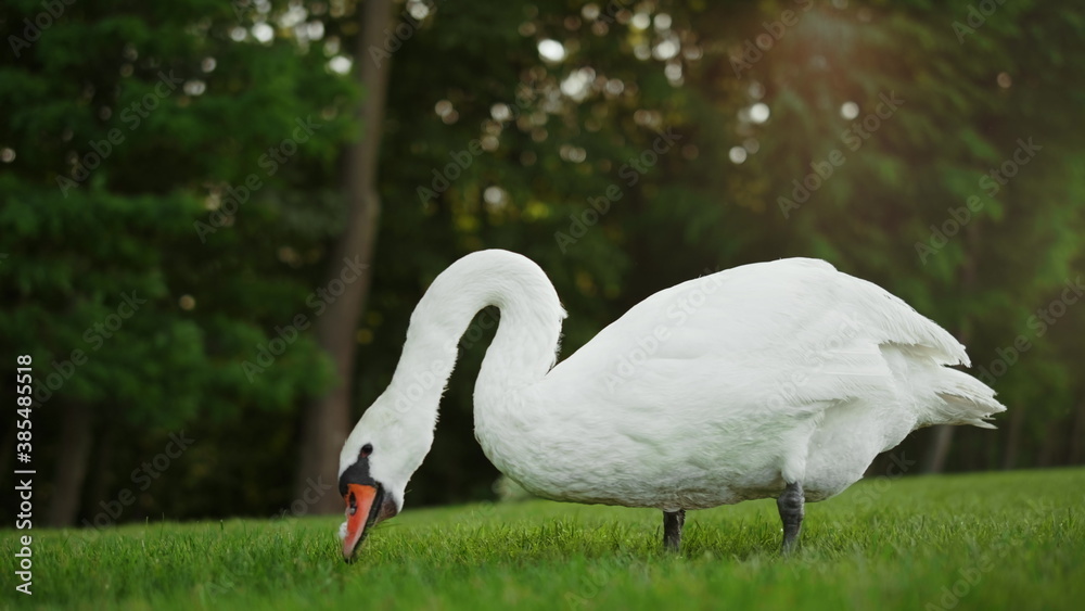 Beautiful swan feeding on sunny day on meadow. Single swan grazing outdoors Beautiful swan feeding on sunny day on meadow. Single swan grazing outdoors
