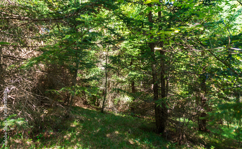 Obraz premium Lungo il sentiero 109 AG da Poggio San Romualdo a Castelletta