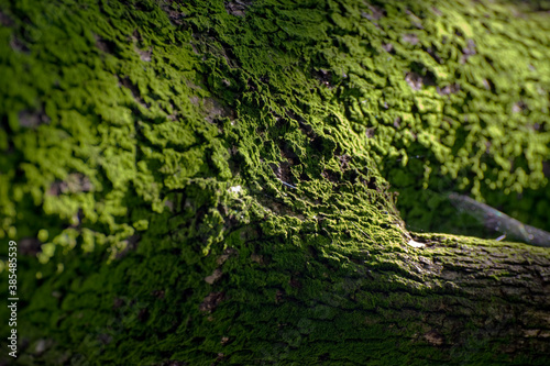 樹皮にビッシリ付いた緑の苔アップ