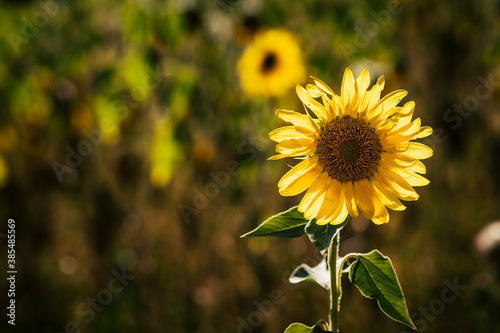 Magnifique tournesol dans un champ avec la lumière du soleil photo