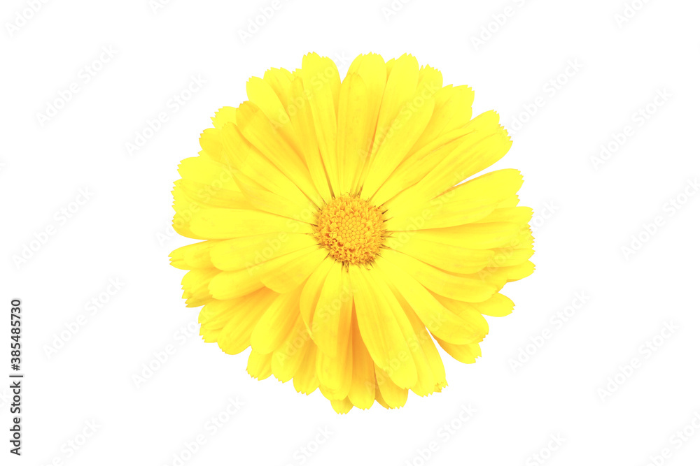 Marigold flowers. A flower of calendula isolated on a white background. Yellow flower of calendula Marigold flowers. A flower of calendula isolated on a white background. Yellow flower of calendula