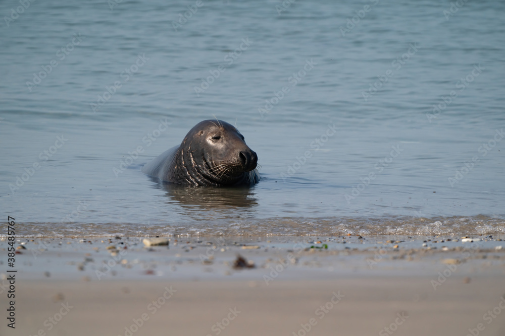 Fototapeta premium One Grey Seal, Halichoerus grypus. Swimming in the sea with head above water