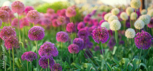 Allium, purple circular flowers on a green background. Selective focus, blurred background