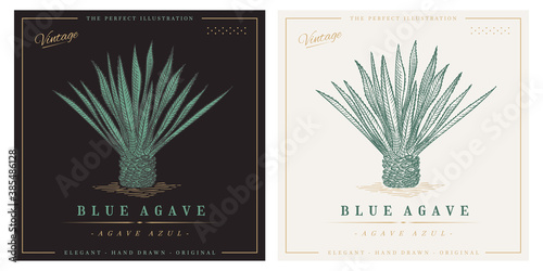 Blue agave azul vintage retro detailed engraved style illustration. Agave tequilana