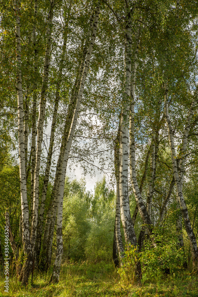 Birches in the park on a clear day Birches in the park on a clear day