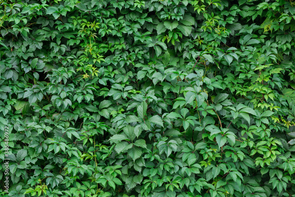 Wild grapes overgrown as background texture Wild grapes overgrown as background texture