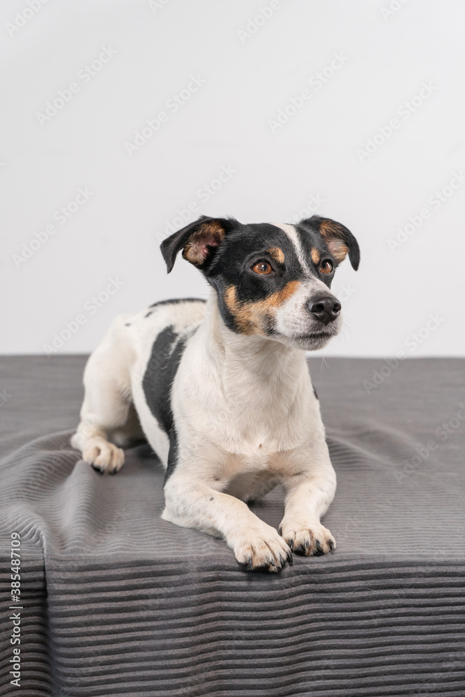 Young brown, black and white Jack Russell Terrier posing in a studio, the dog looks to the right, copy space