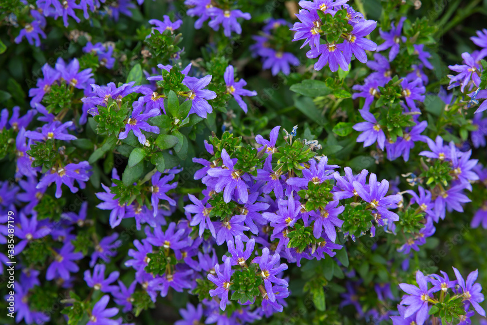 Blue fan flower scaevola aemula. Blue fan flower scaevola aemula.