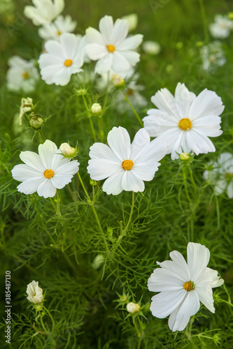 Cosmos bipinnatus white flowers blooming on a clear day. Soft selective focus
