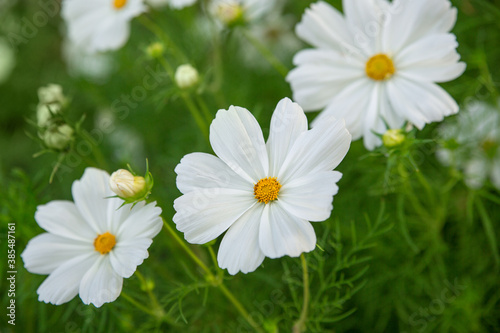 Cosmos bipinnatus white flowers blooming on a clear day. Soft selective focus