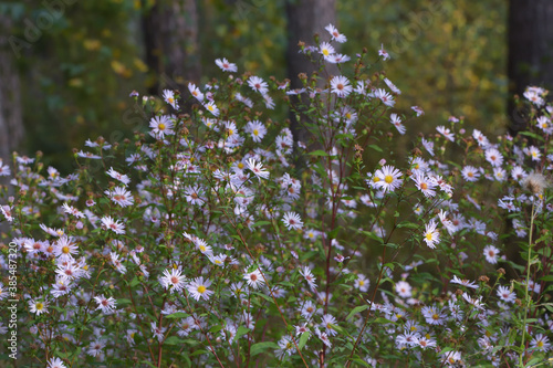 flowers in the forest