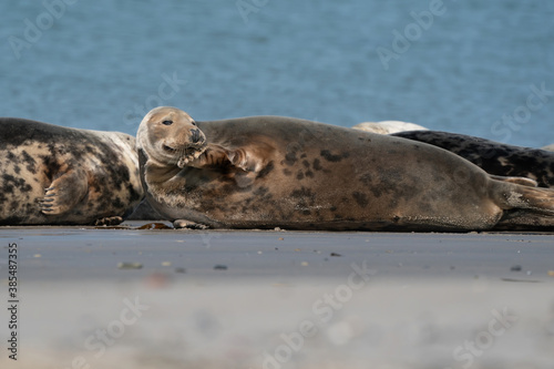 Wild Grey lazy seal colony on the beach at Dune, Germany. Group with various shapes and sizes of gray seal
