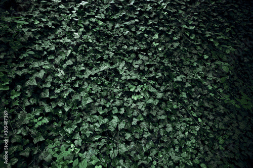 Dark green leaf background for edit and design usage