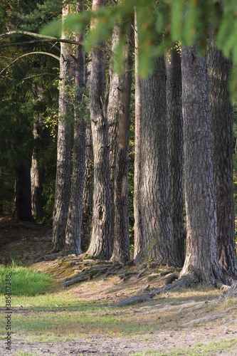 trees in the forest