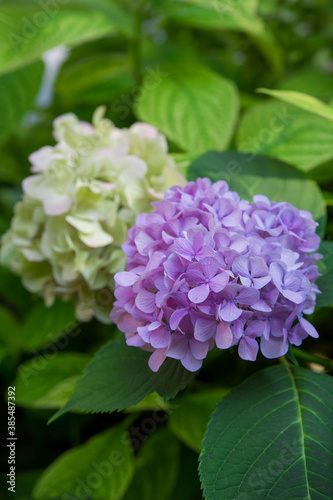 Flowering white and purple hydrangea. Selective focus