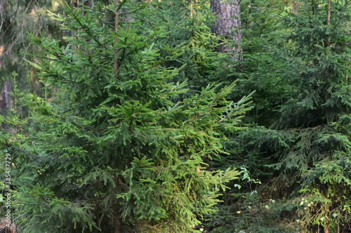 autumn landscape with forest  and firs