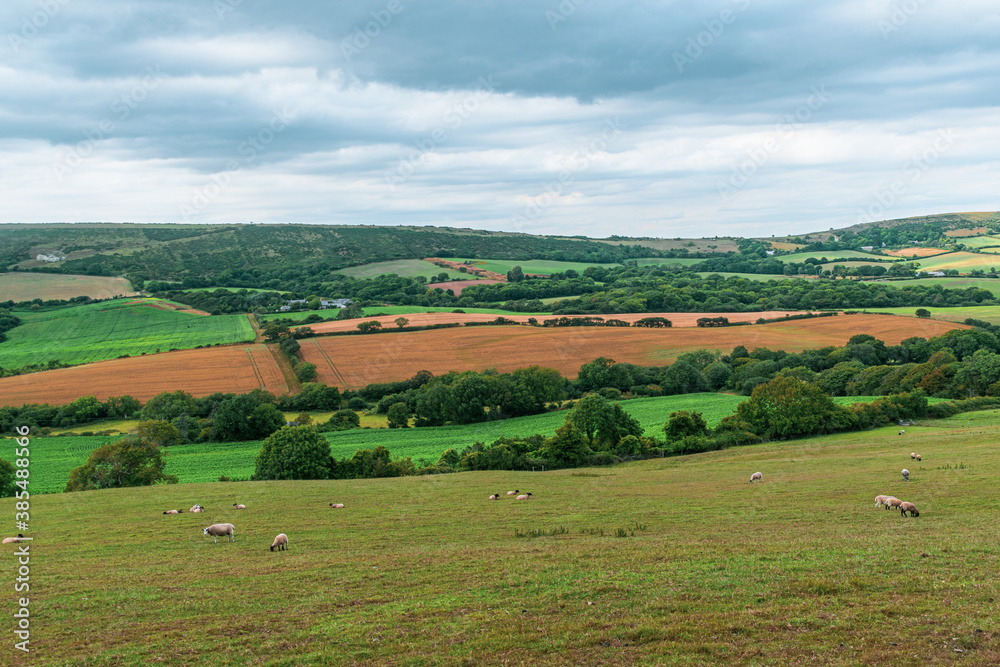 Beautiful landmark of Devonshire farmlands, far distance view for trees and fields, mostly man made landscape of british farms and grazing fields for sheeps