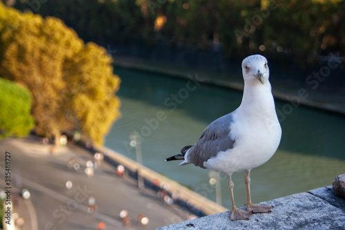 a sea gull sitting on the wall of old Saint Angelo castle in Rome, Italy. Image with selective focus photo