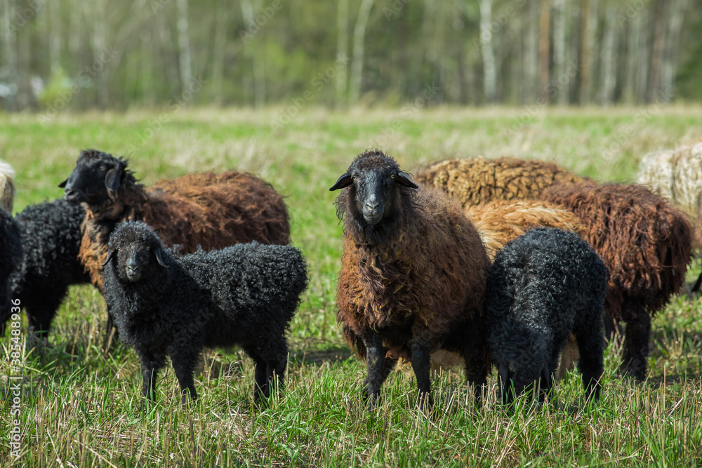 Herd of sheep in pasture in spring Herd of sheep in pasture in spring