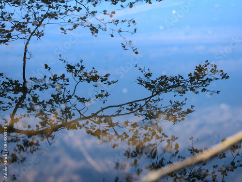 reflet dans un étang