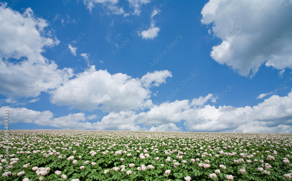 ジャガイモ畑のジャガイモの花と雲