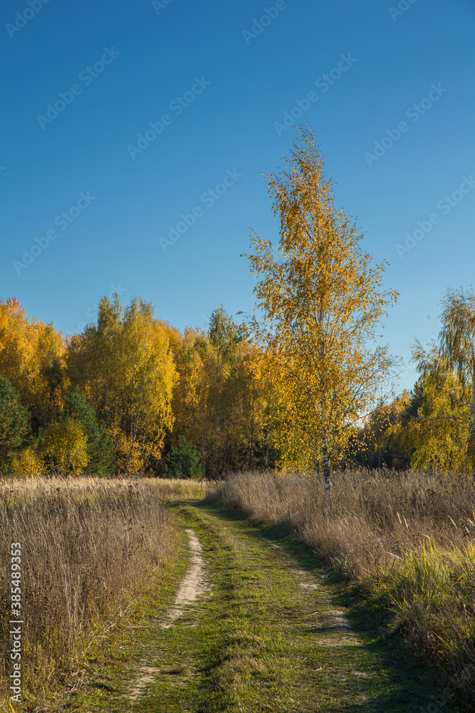Birch tree in autumn with yellow leaves. Landscape, nature on a clear sunny day.