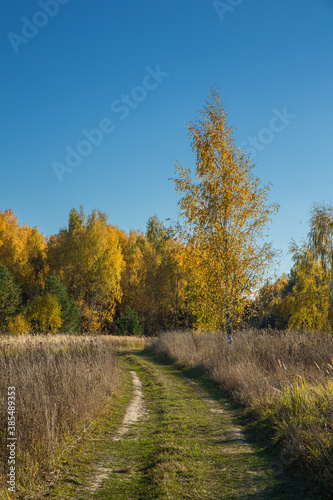 Birch tree in autumn with yellow leaves. Landscape  nature on a clear sunny day.