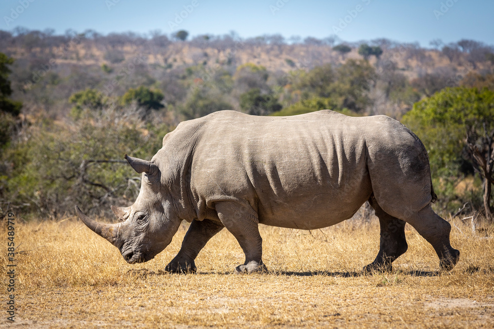 Obraz premium Horizontal portrait of white rhino walking in dry bush in Kruger Park in South Africa