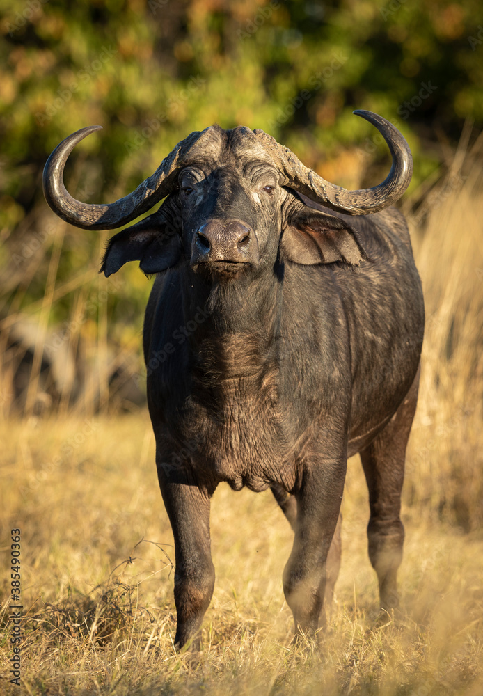 Vertical portrait of a male buffalo looking straight at the camera in Moremi Reserve in Botswana