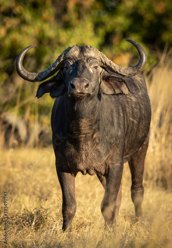 Vertical portrait of a male buffalo looking straight at the camera in Moremi Reserve in Botswana