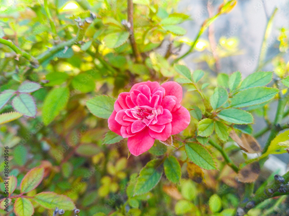 Obraz premium Pink Rose flower