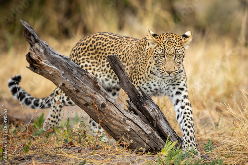 Adult leopard walking near dead tree stump in dry bush in Okavango Delta in Botswana