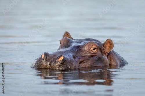 Portrait of an adult hippo in water in Chobe River in Botswana photo