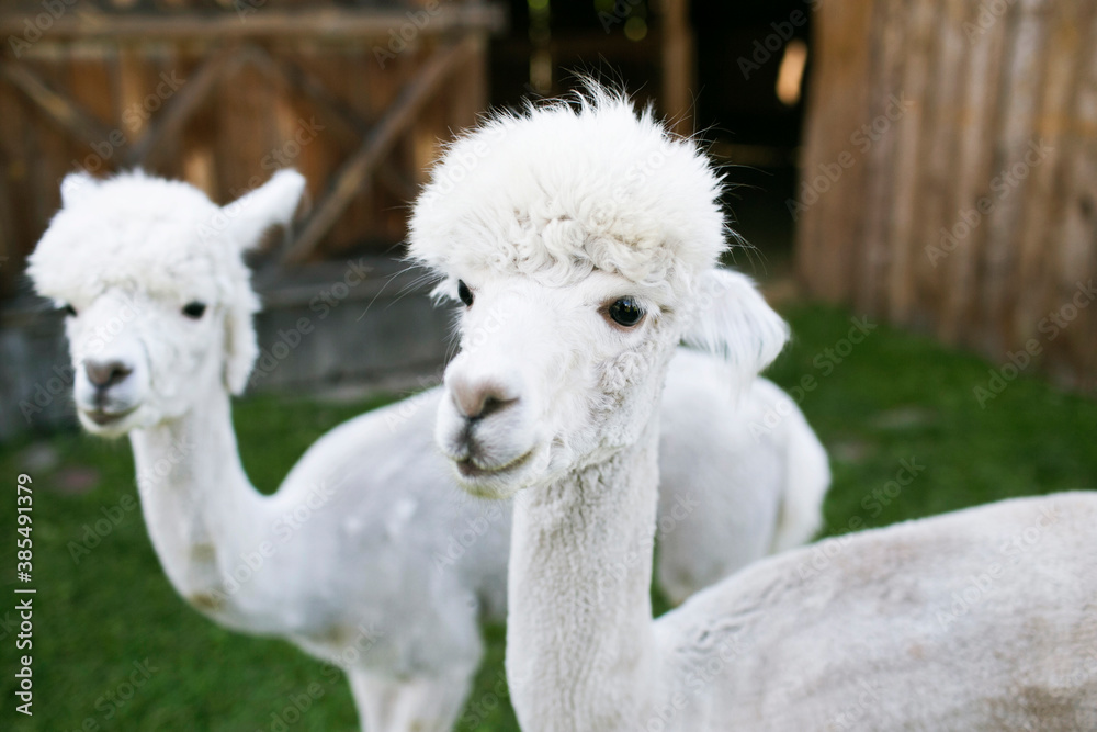 Alpaca portrait. White fluffy animal. Friendly animals used for therapy. Countryside alpaca farm background. Lama in zoo. Alpaca portrait. White fluffy animal. Friendly animals used for therapy. Countryside alpaca farm background. Lama in zoo.