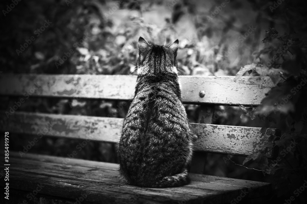 Obraz premium A black-and-white image of a stray cat sitting alone on an old battered wooden bench in the middle of summer foliage.