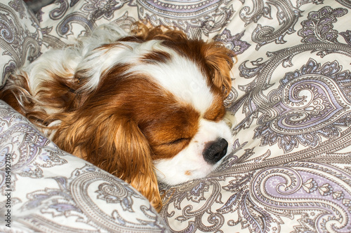Dog cavalier king charles spaniel sleeps in bed lying on a pillow and covered with a blanket