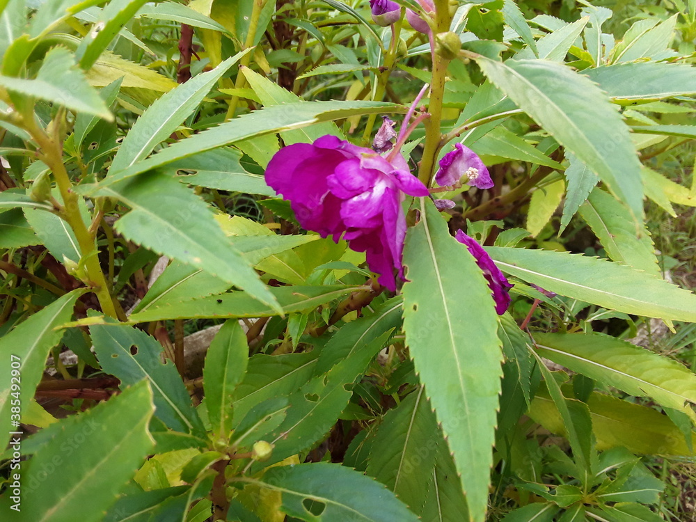 Obraz premium The flowers bear double petals and come in an array of colors but are partially hidden by large attractive leaves with pronounced veins. Balsams come in white, red, orange, yellow, violet, and pink. 