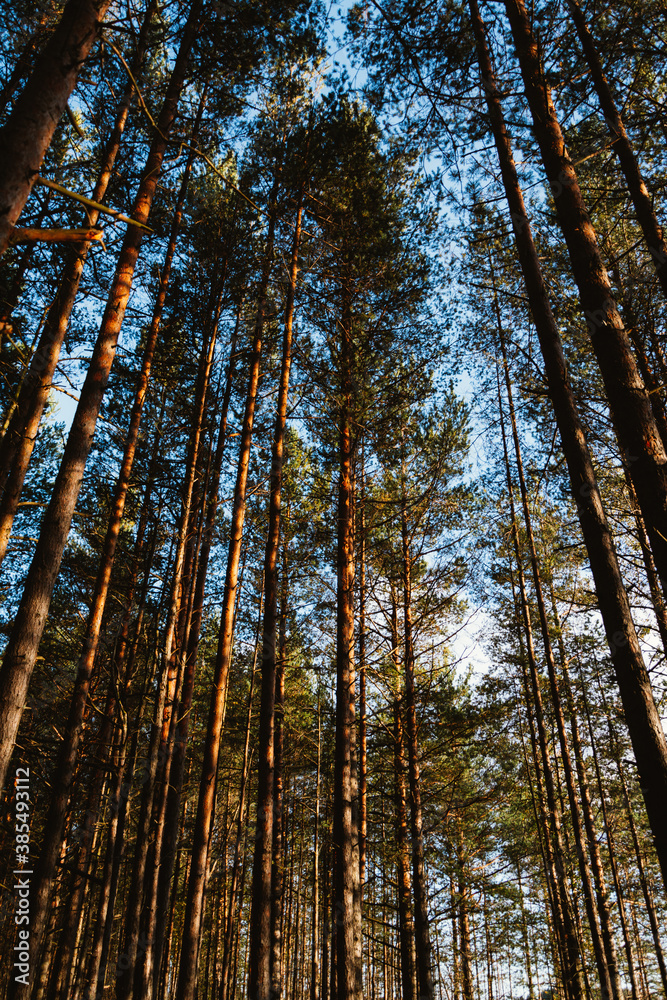 Fototapeta premium autumn in the forest